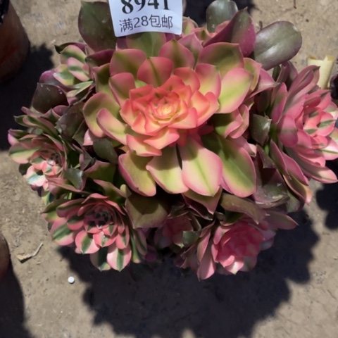 香妃多肉多肉8941多肉