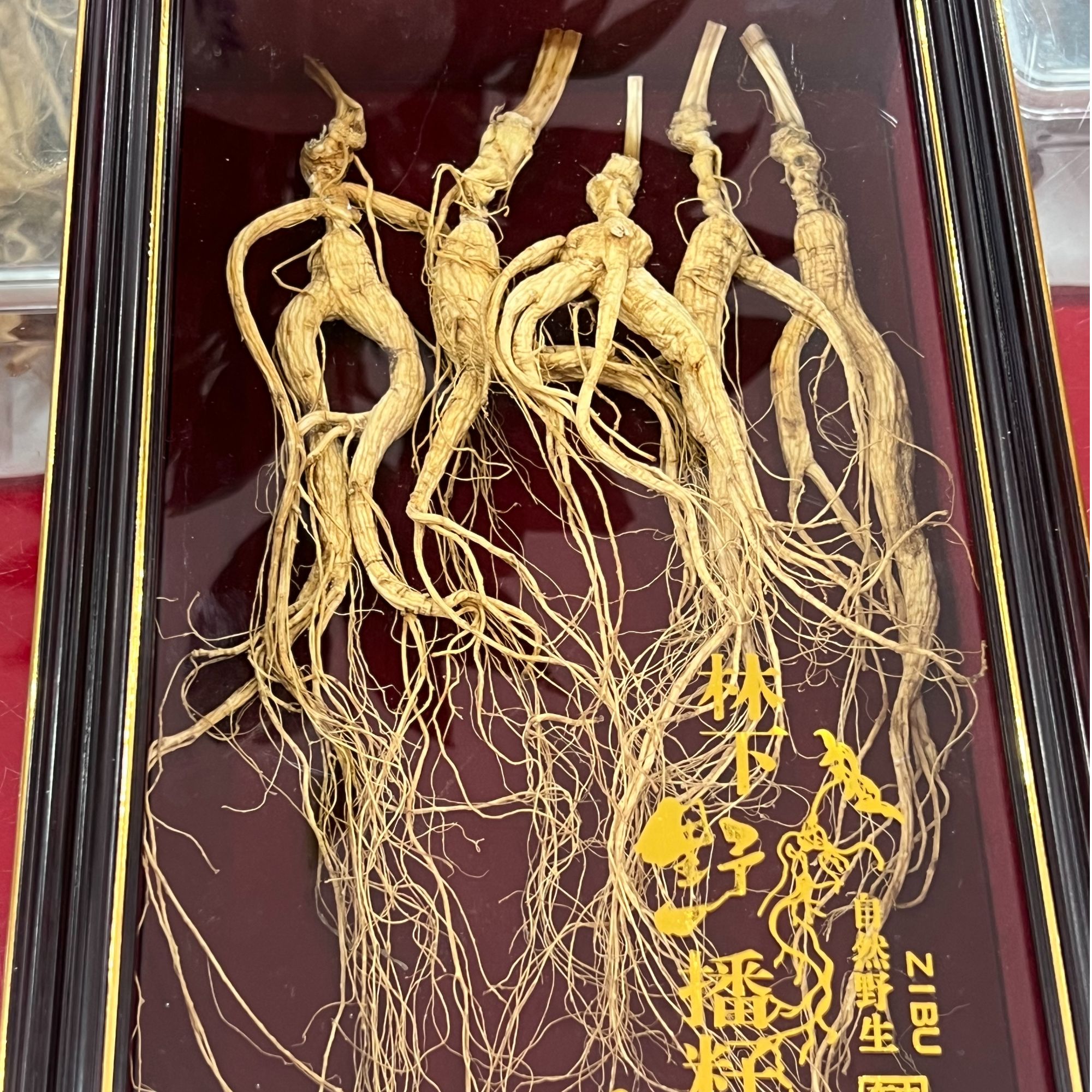 九品龙绅林下籽参用于泡酒煲汤泡水滋补养生佳品