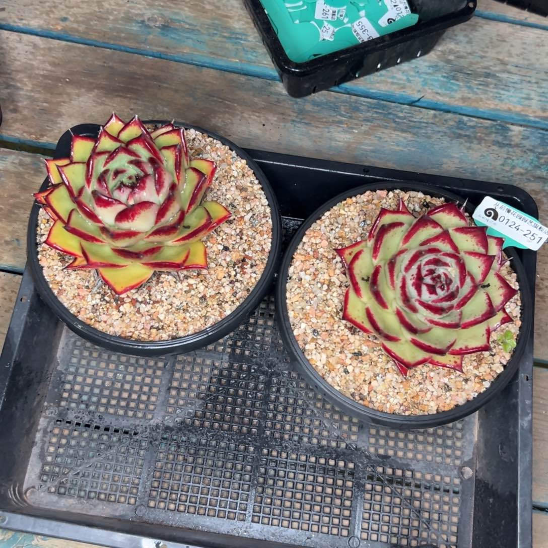 多肉一物一拍0124-251