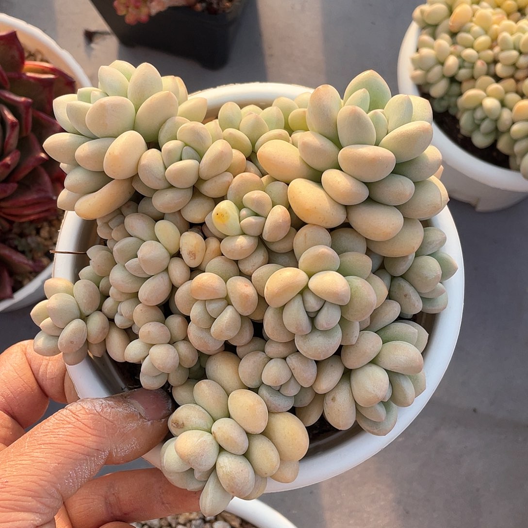 ?*?多肉植物一物一拍