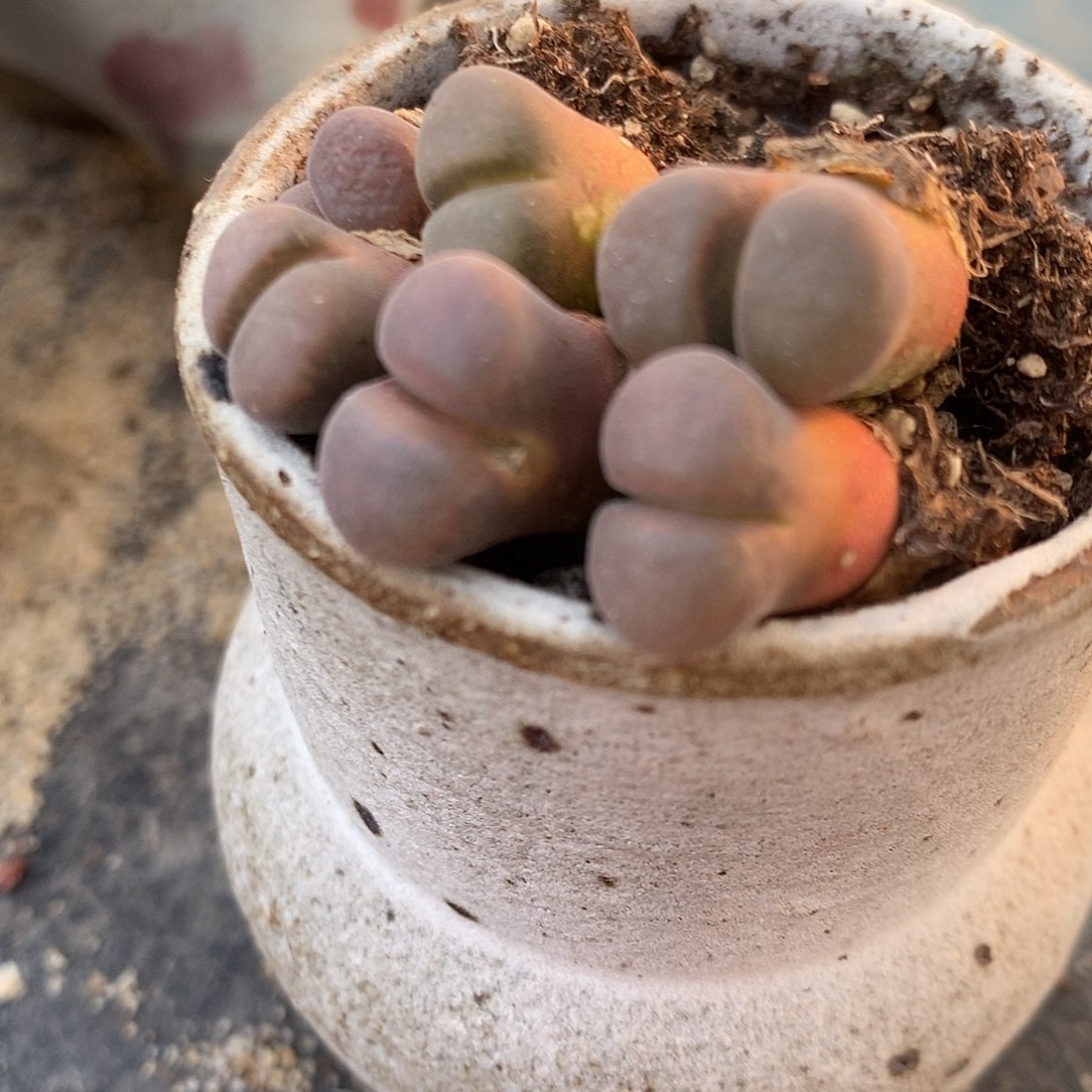 黑玫瑰风铃一颗。      