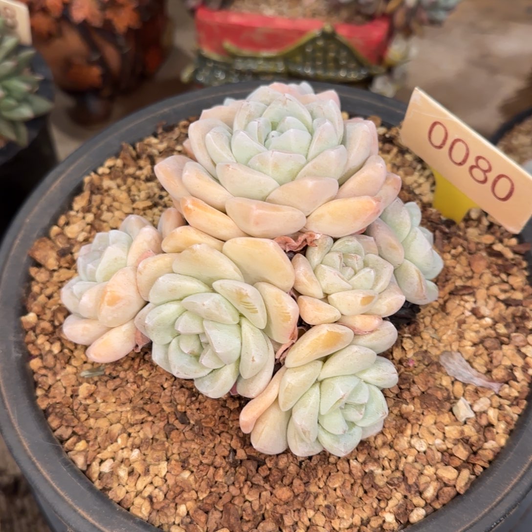 0080。       冰玉多肉