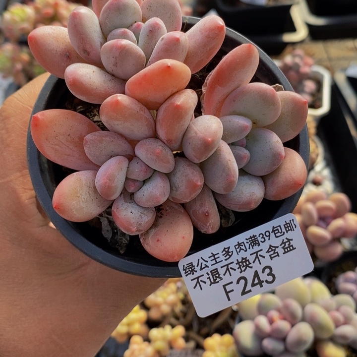 香水8cm243多肉植物