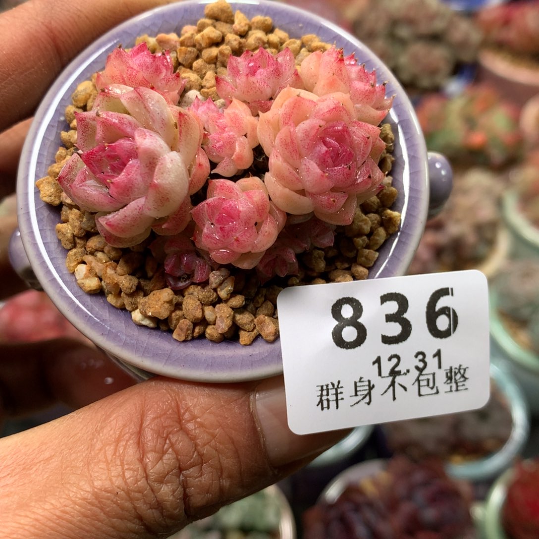 精控拇指盆131836