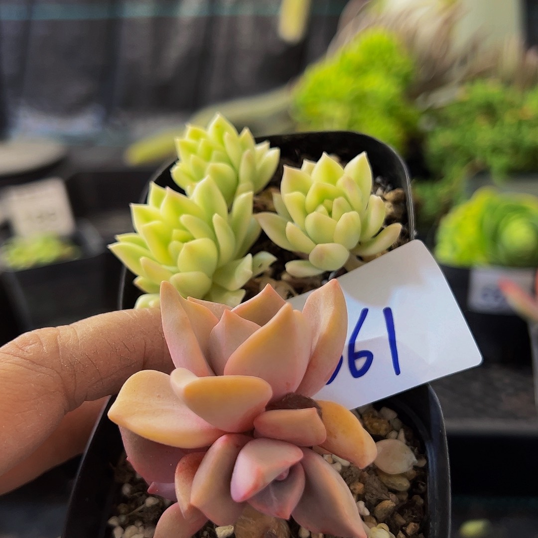 561，一单两颗，带盆带土发货