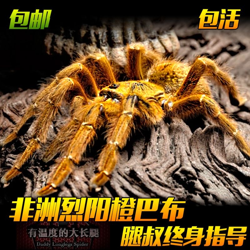非洲烈阳橙巴布凶猛能吃鲜艳金色宠物蜘蛛食鸟蛛爬宠