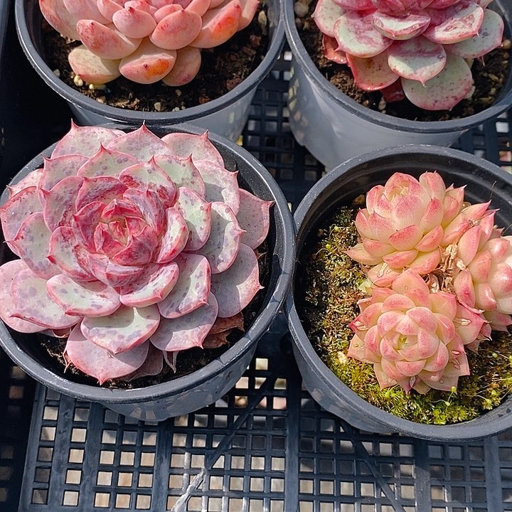 207 多肉植物盆栽花卉盆栽