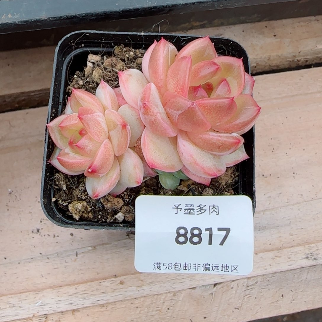 ?*慈新品珍妮，8817多肉