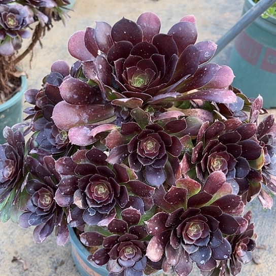 多肉植物荷兰玫瑰42