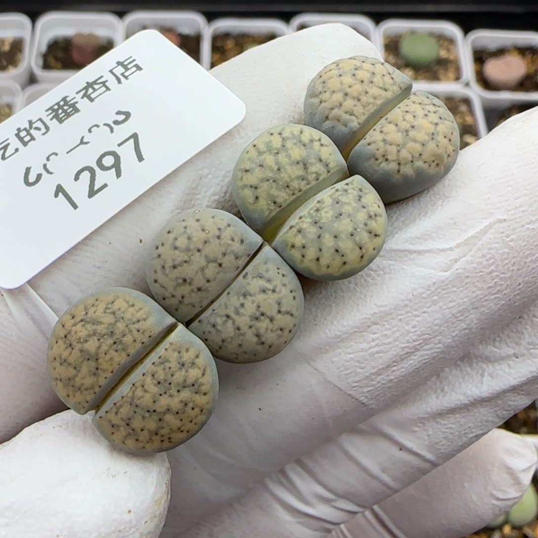 1297。德州玫瑰。。。。。。。。