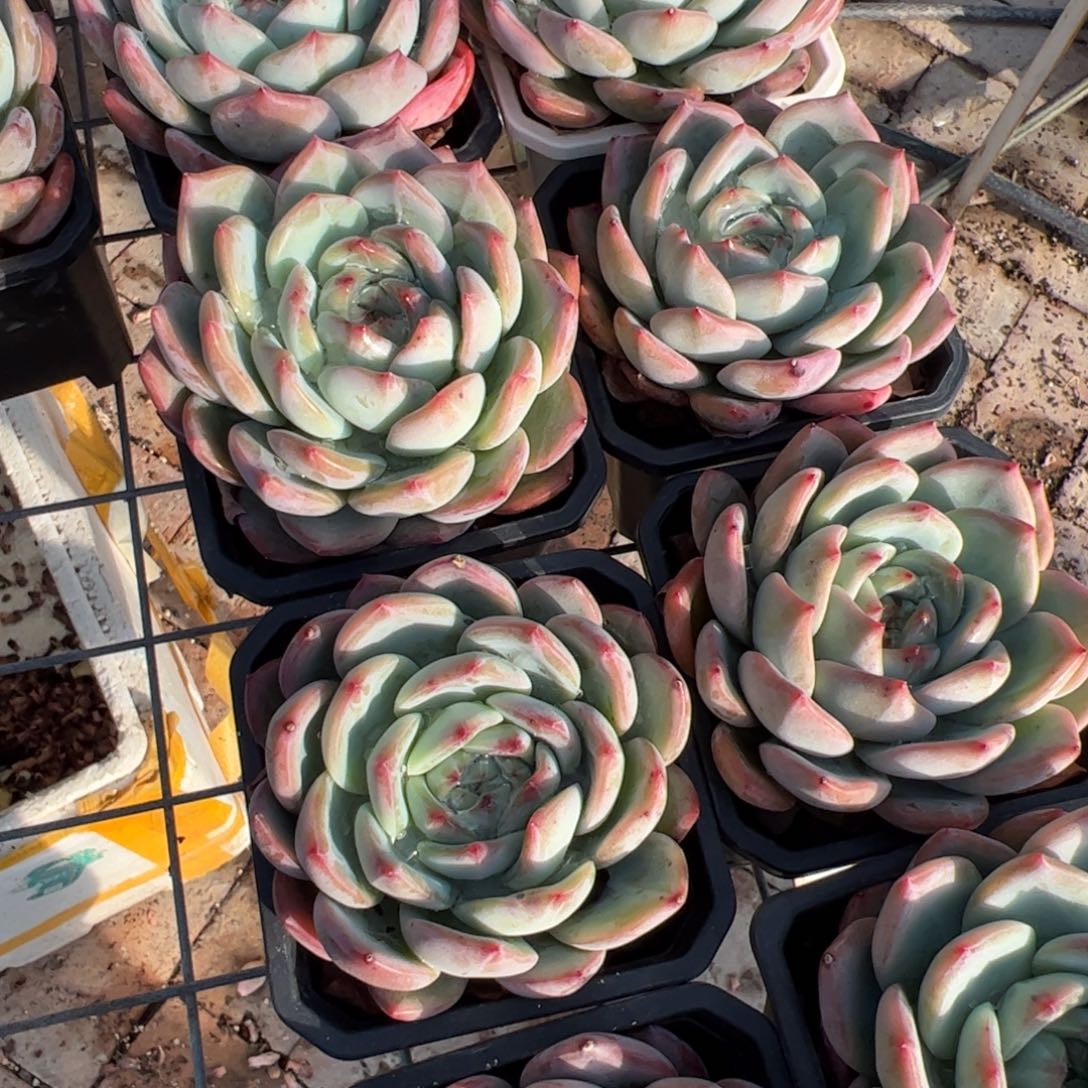 新疆包邮 红鸾单头