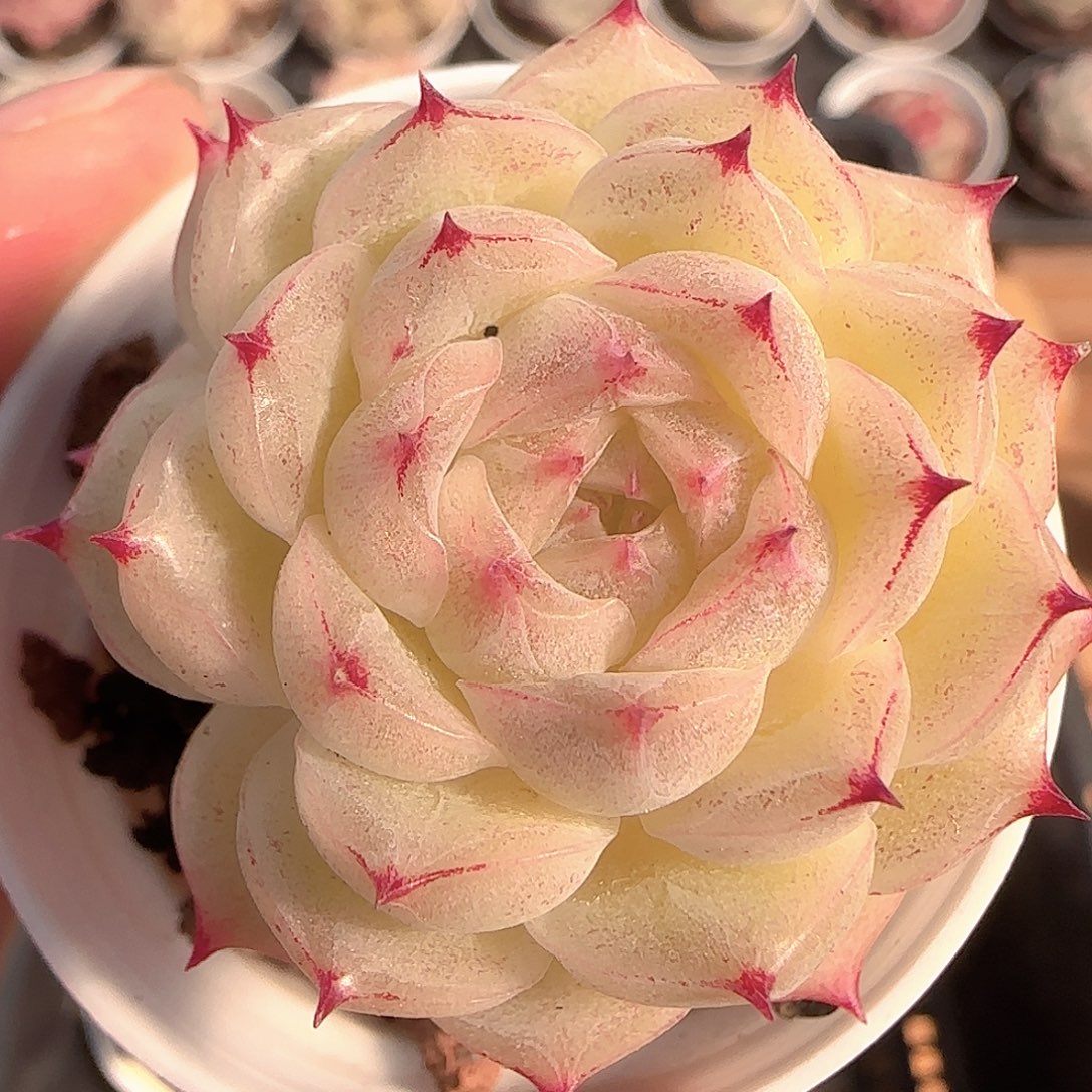 多肉1205-344包子麦秆