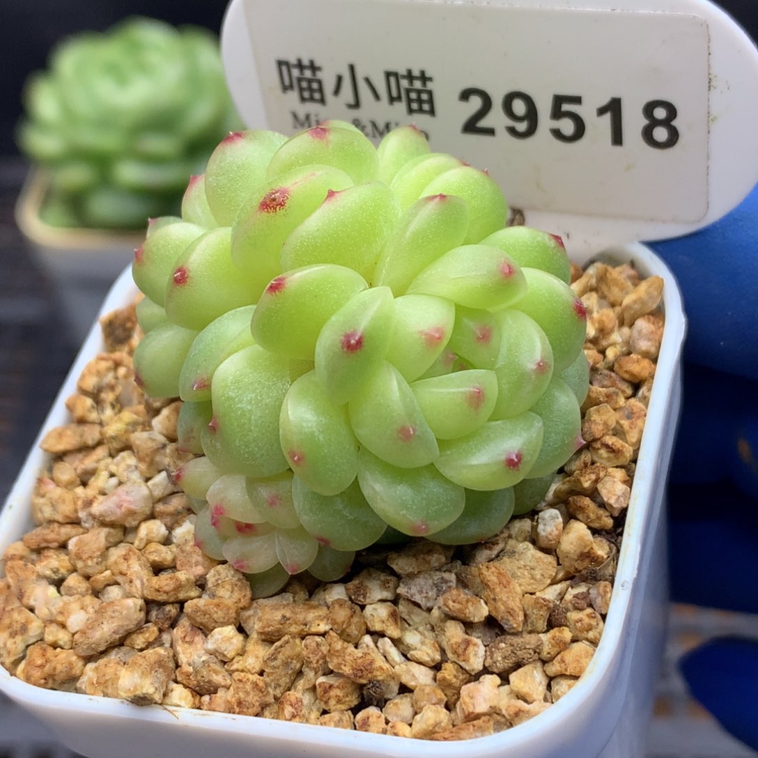 多肉植物杂交珍妮