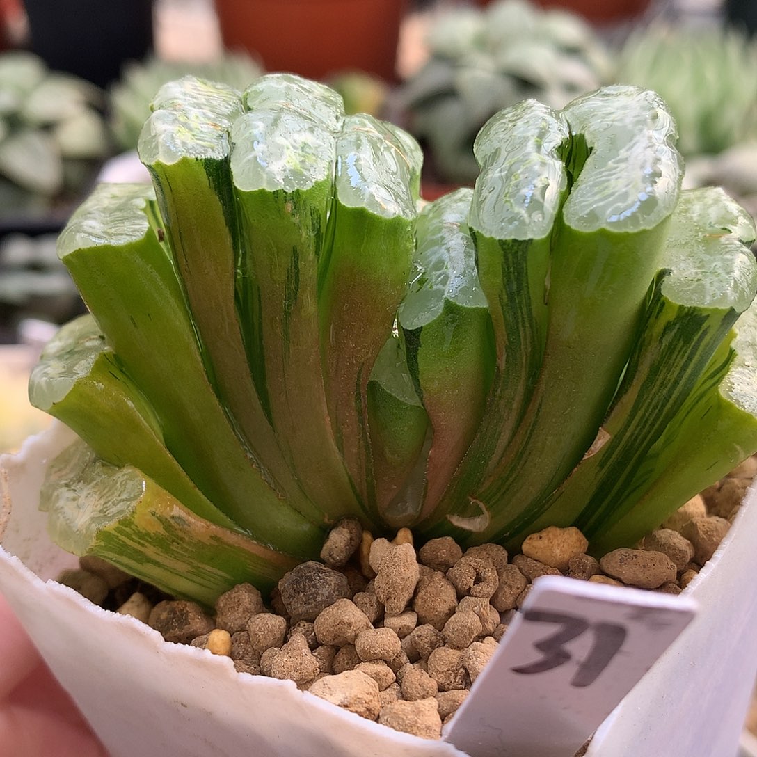 长乐玉扇锦带盆土发货