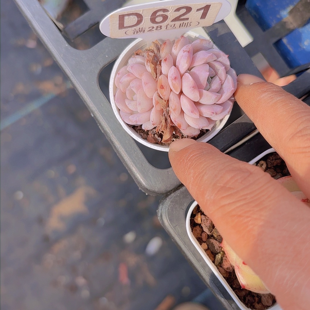 D621纯爱yi wu yi pai