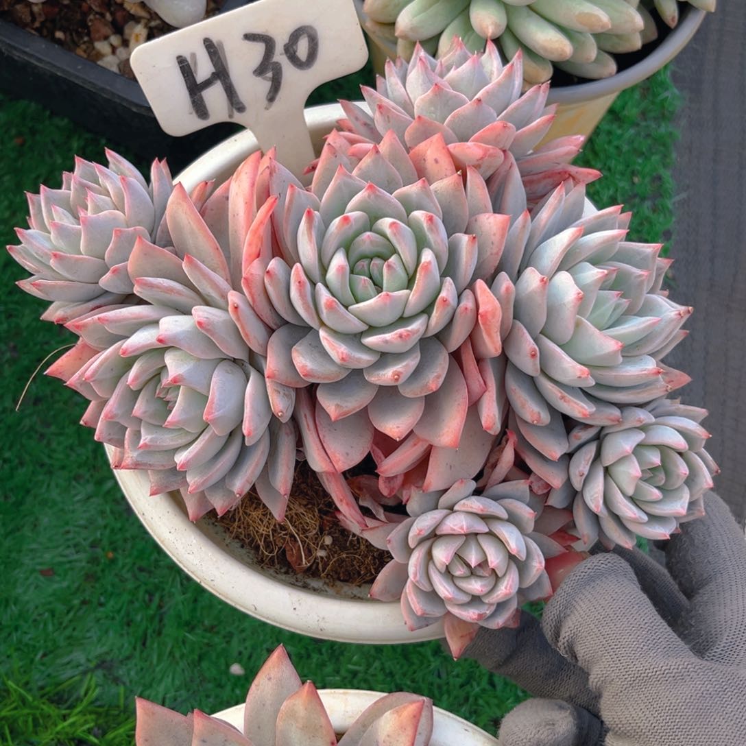 桃****）30fghjjkkkkjjjjjj