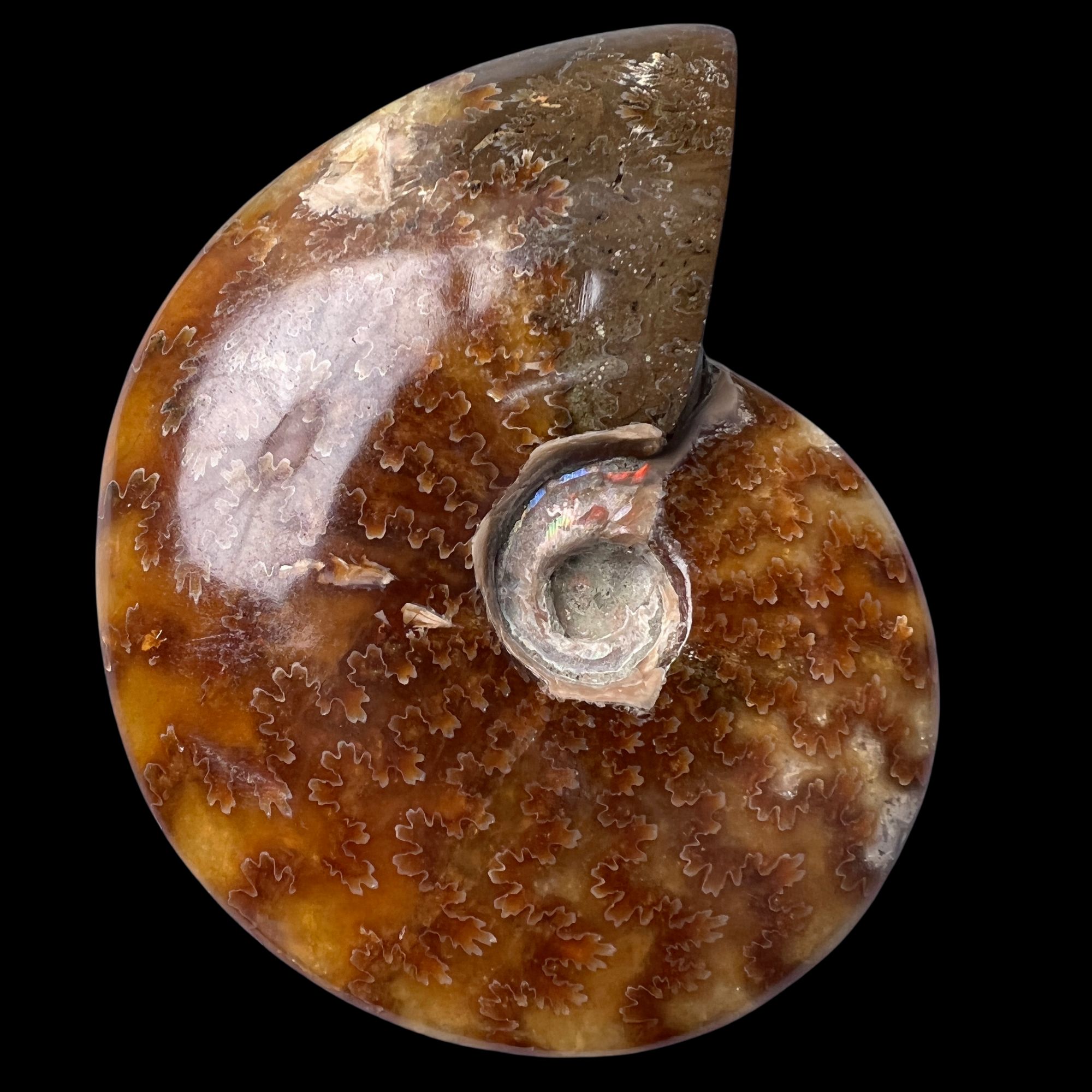 【 叶菊石（手把件）】尺寸96.8mm 玉化 马达加斯加SS 古贝壳 Y7