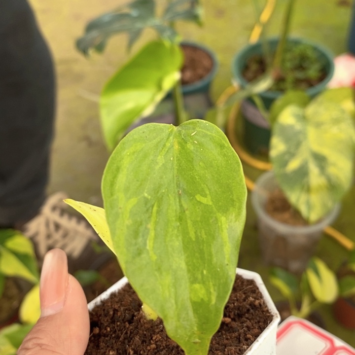 太***生完全开放种子苗龟背竹