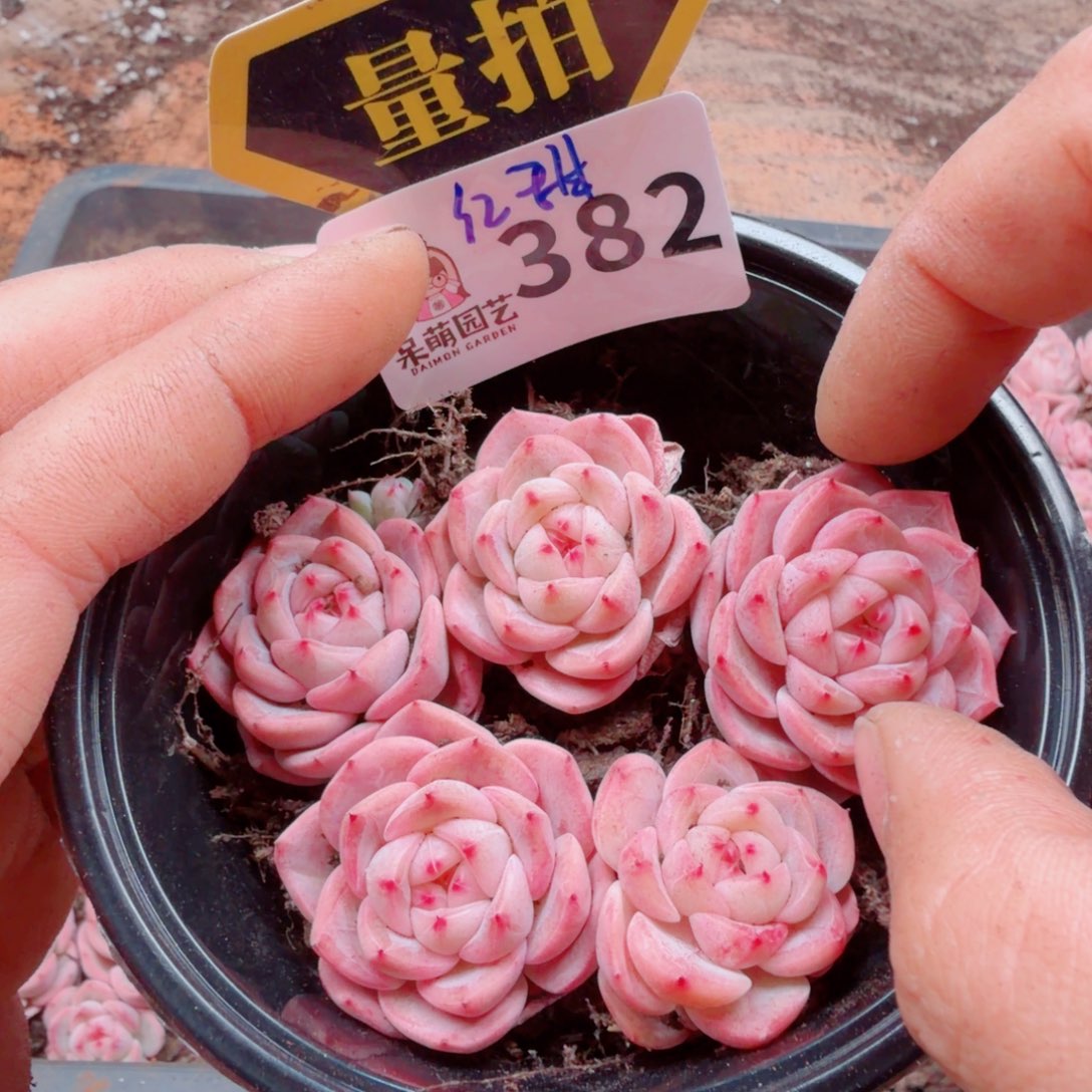 多肉植物多肉植物