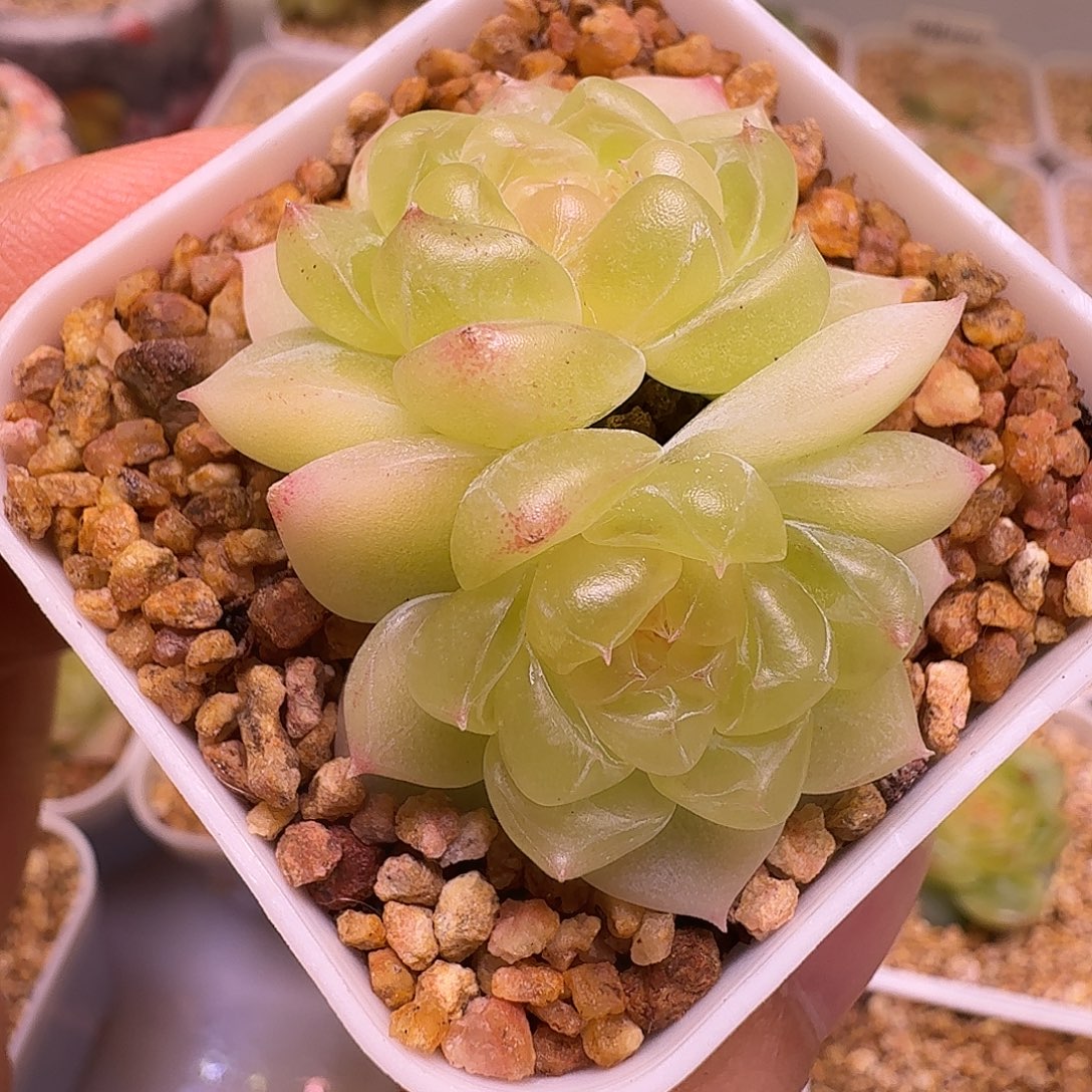 卢***余黄心财富一物一拍