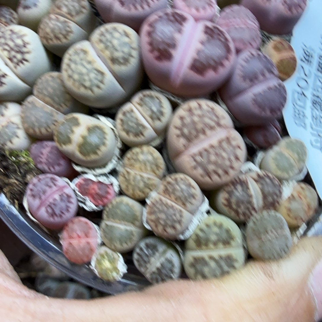 是一个不想被束缚到自己044这个