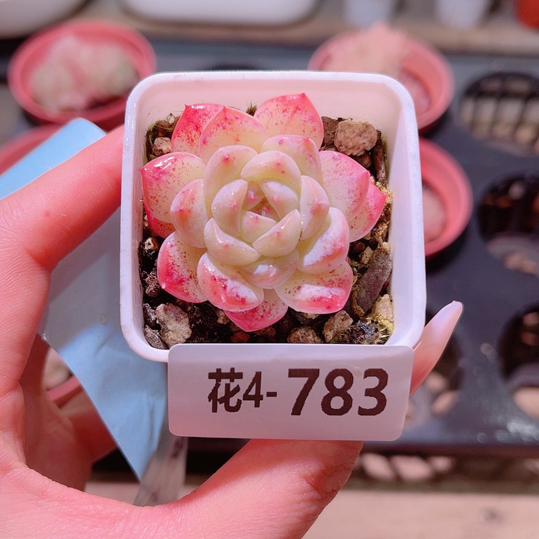 花利美4-783白桃汽水