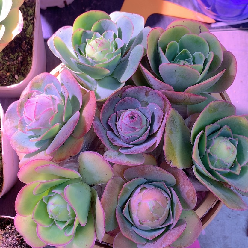 【闪购商品】花篮yjj0001