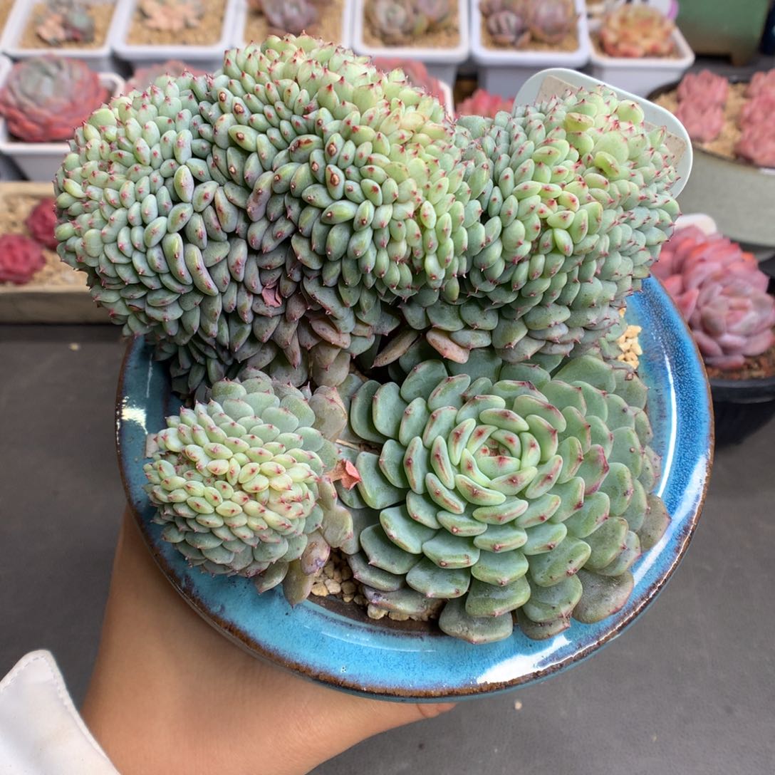 1458白胖子缀化多肉植物