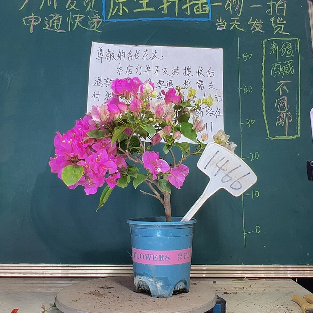 当前无花栽培后可以开花广红樱1466