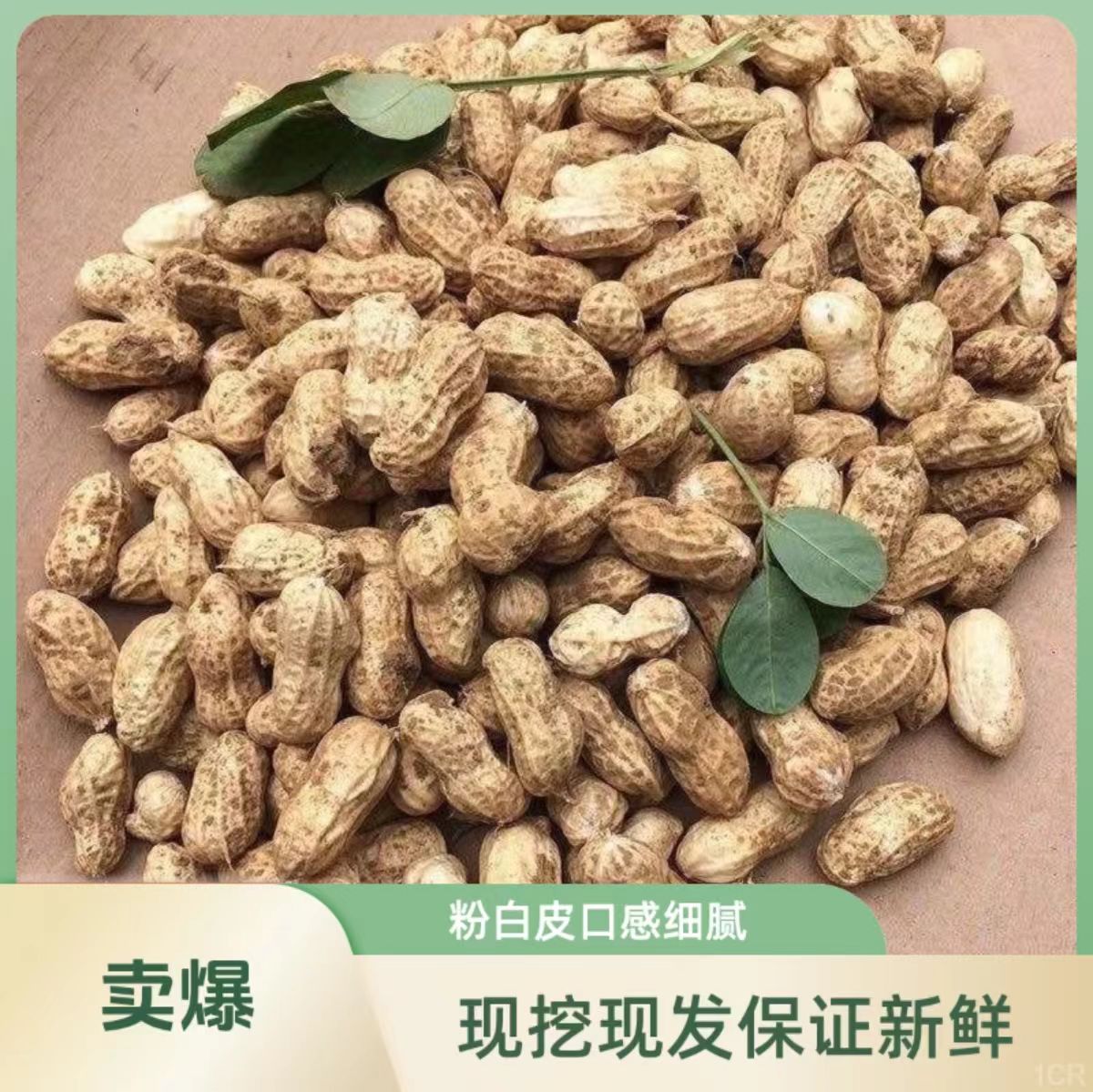 DD2025年新鲜现挖带壳带土湿花生农家自种可生吃水煮