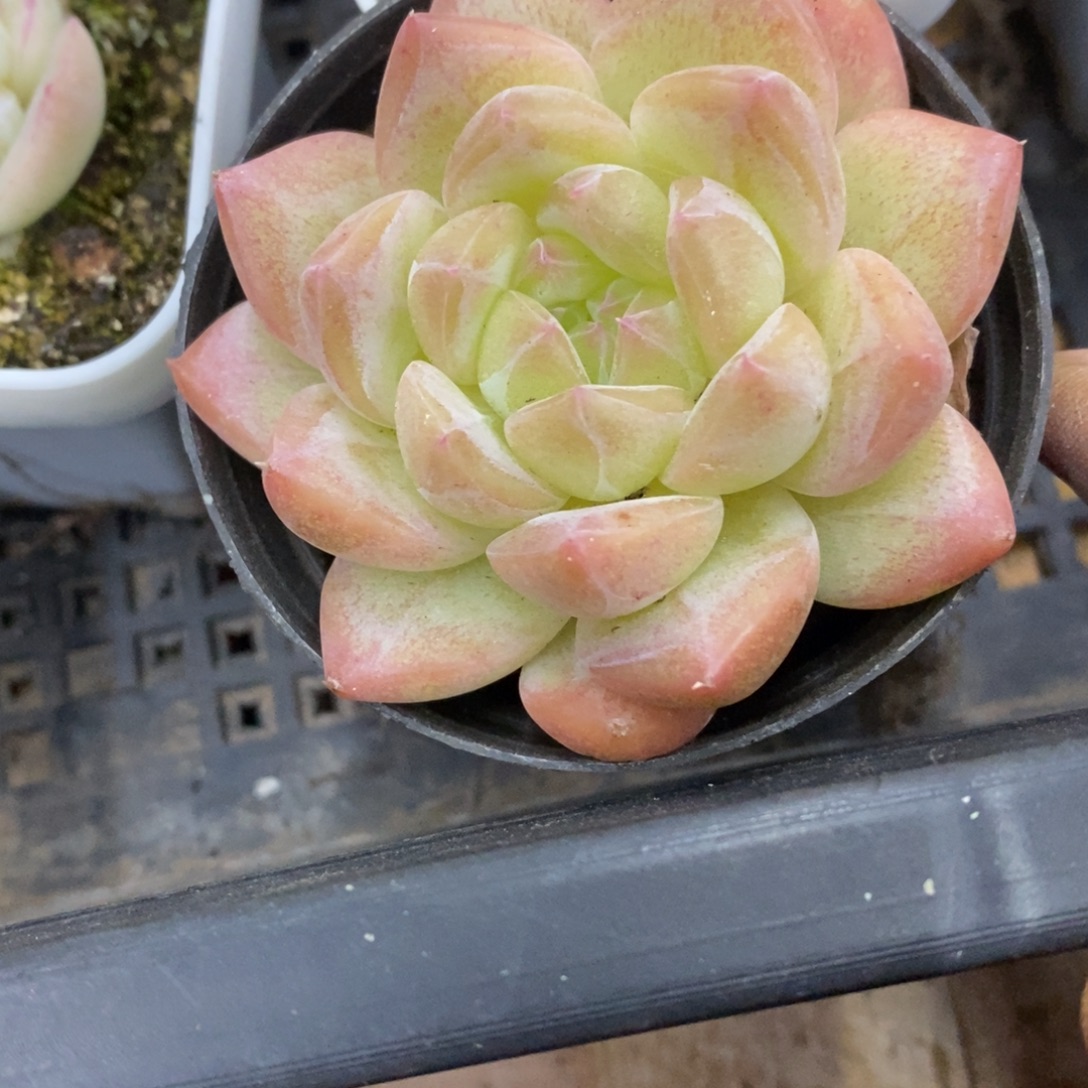 精品多肉物一拍不包整290