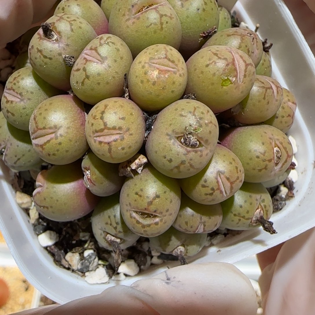 肉锥多肉植物百科1-有疤1513