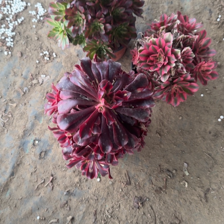 一单包邮不包侧枝98