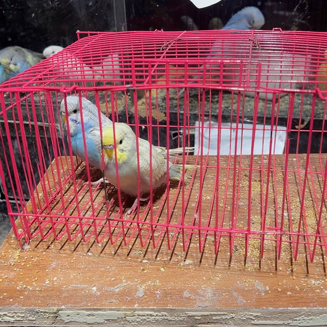 虎皮鹦鹉特色大头鹦鹉