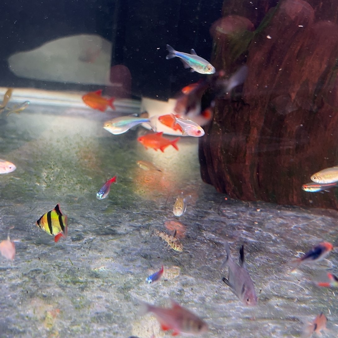 海水鱼七条3厘米甜心