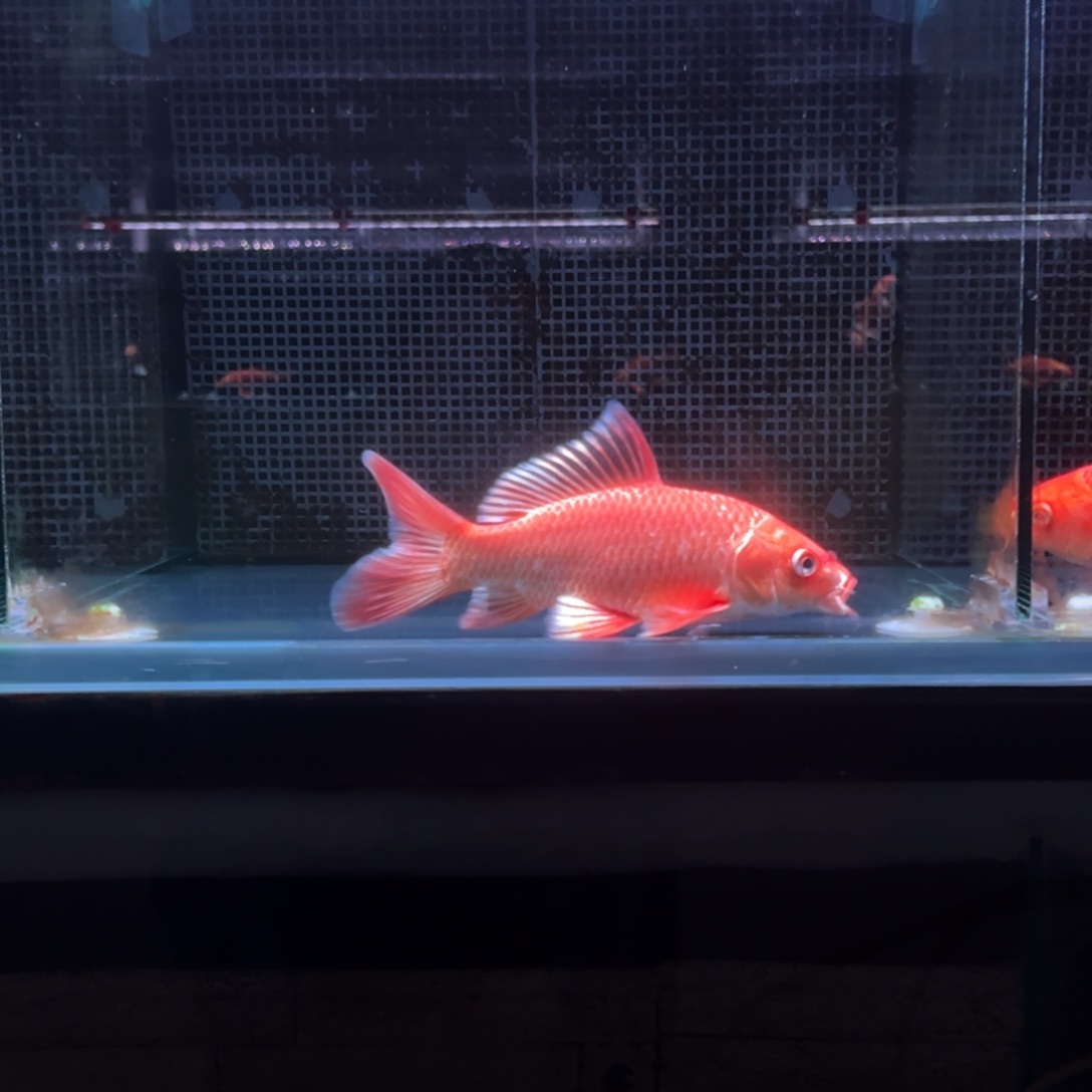 海水鱼李****。精品蝴蝶鲤