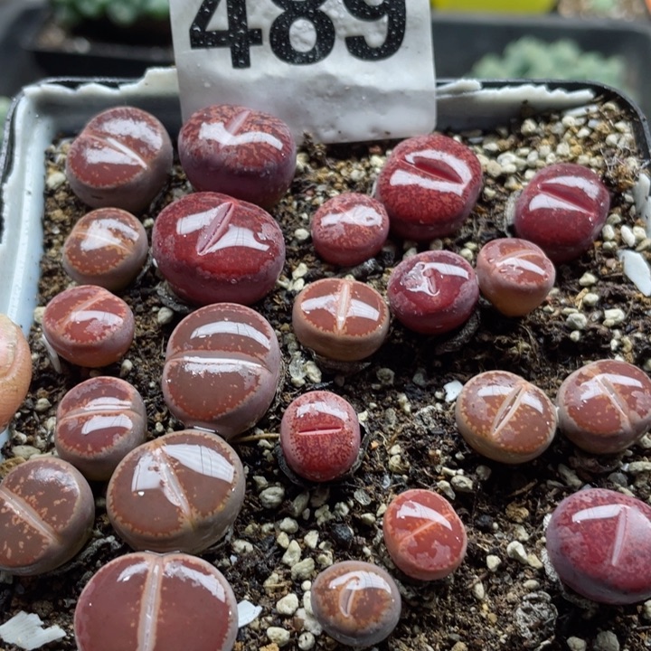 489酒红紫勋ko带盆