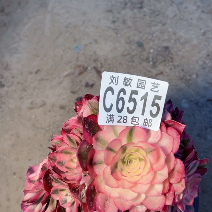6515多肉植物法师法师