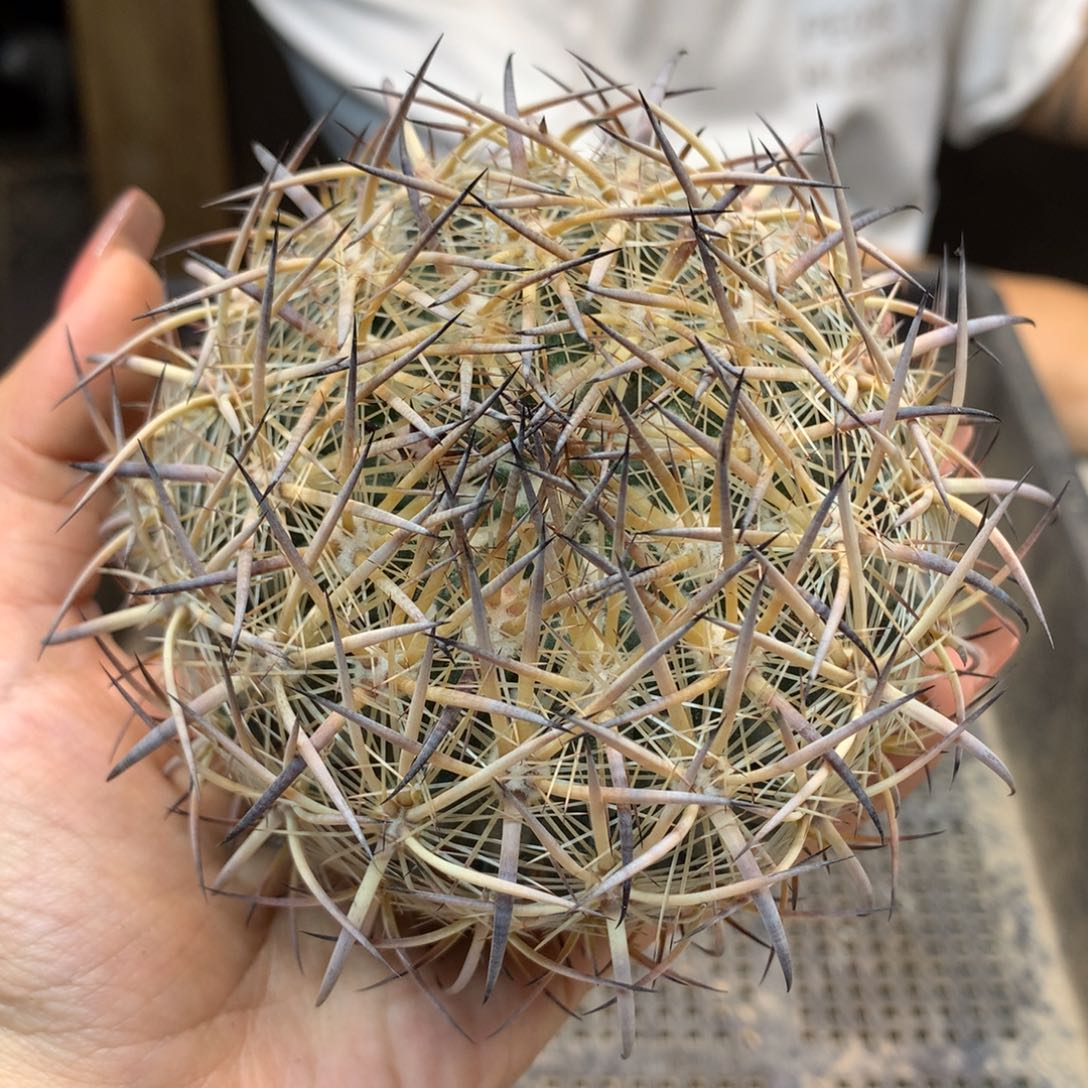 苗接  虎爪玉 整体10公分起发(无根)