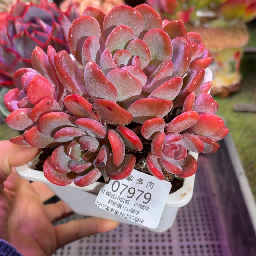 多肉植物7979gfgg