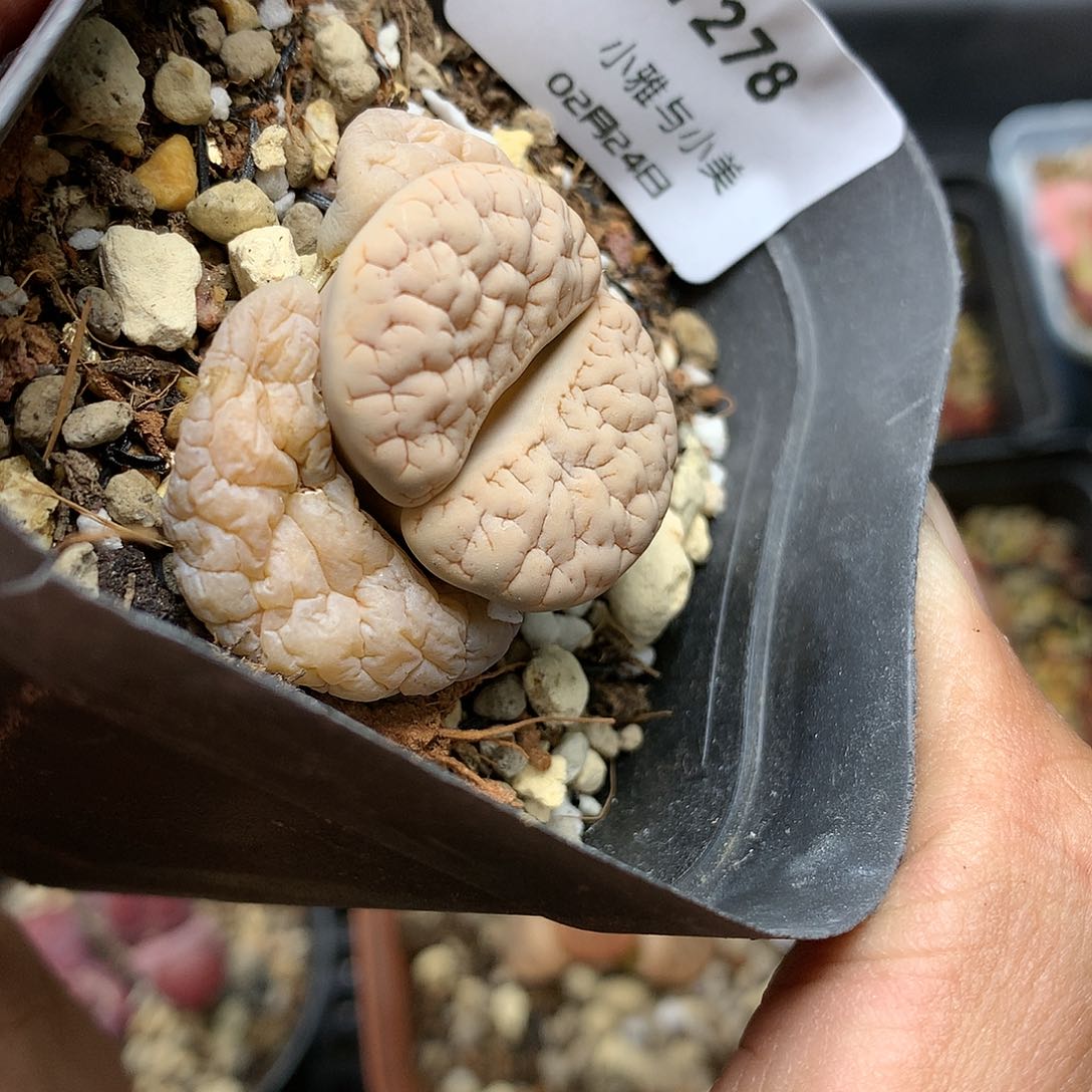 Y278多肉植物保护