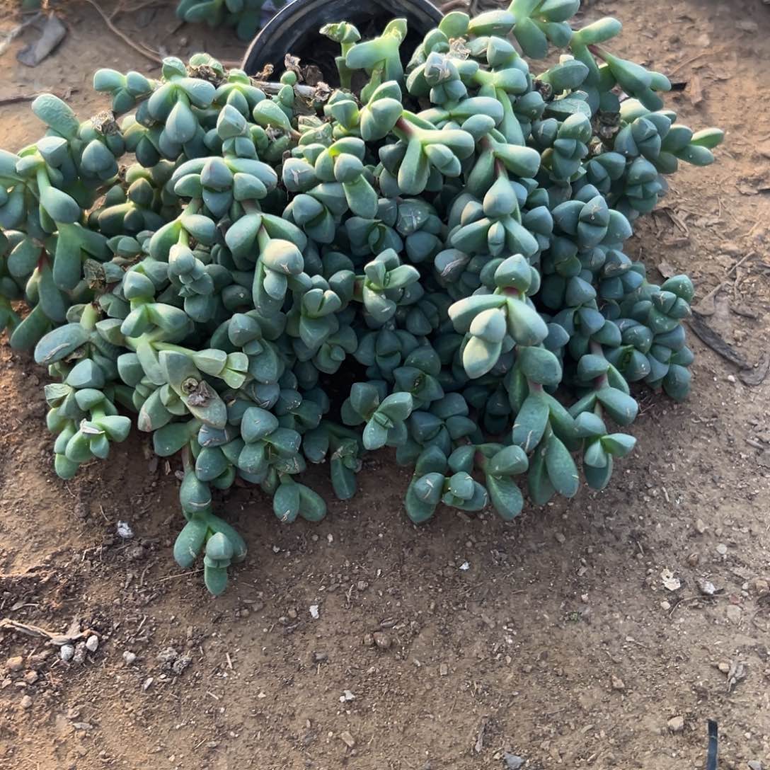 多肉植物鹿角大群