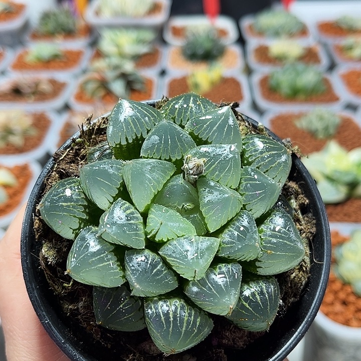 十二卷多肉糯玉露