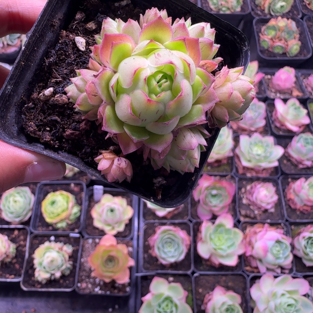 小***嘟新品L703半城玫瑰毛绒黄帕不含盆土