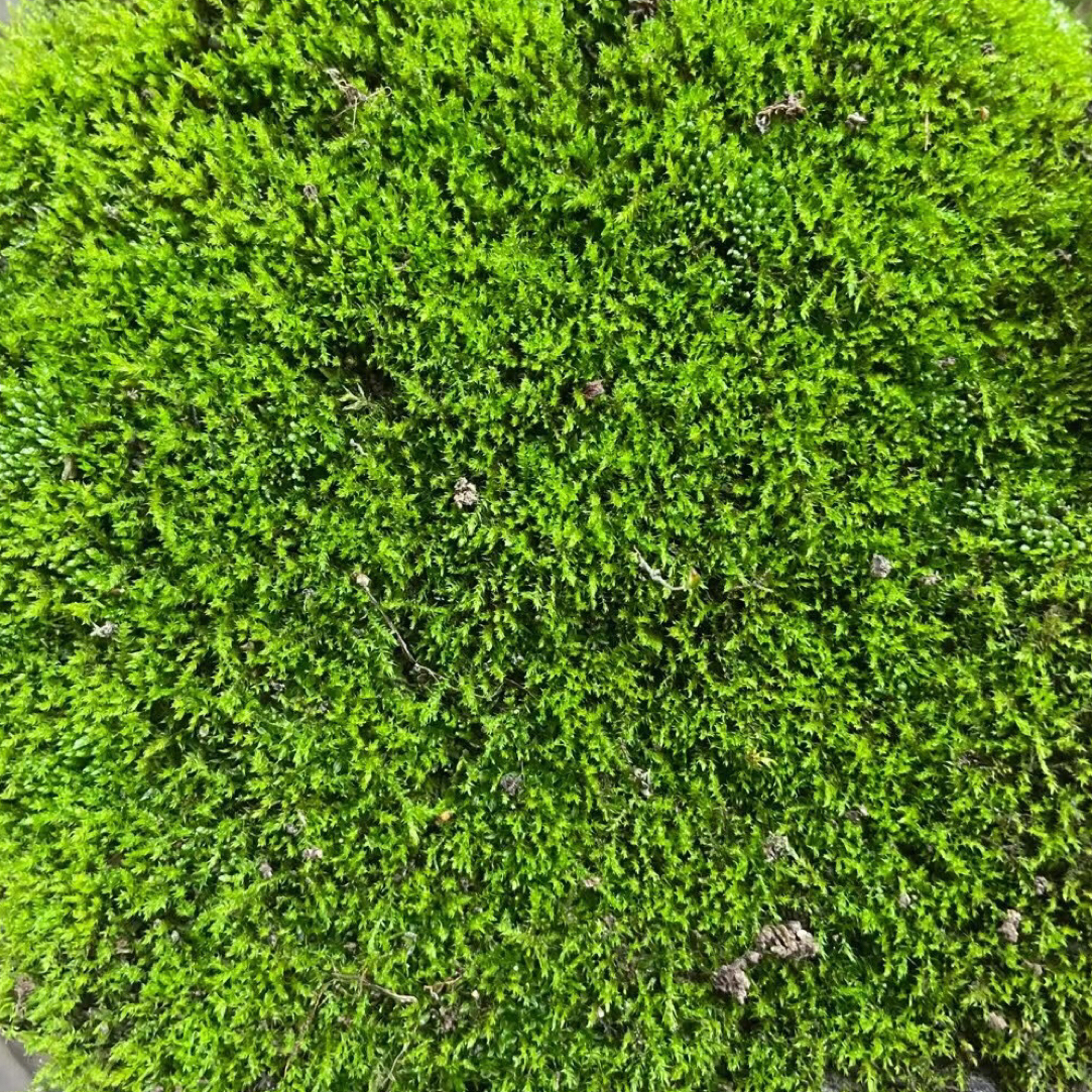 鲜活短绒苔藓草皮盆景苔藓青苔铺面鲜活苔藓花盆用专用苔藓