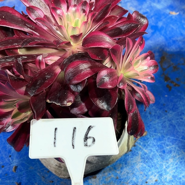 多肉植物美杜莎法师