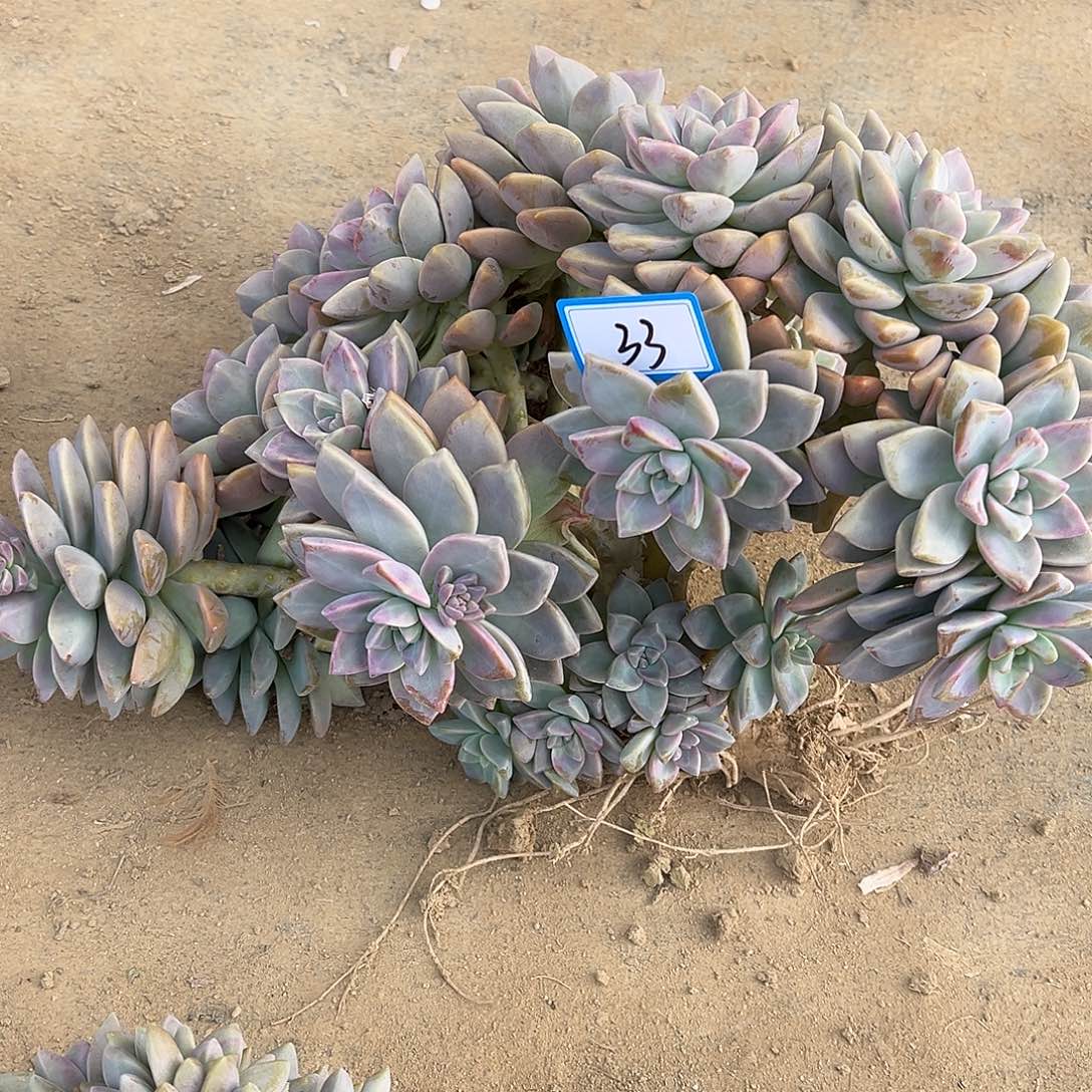 ****彩33号淡雪缀化有瑕疵