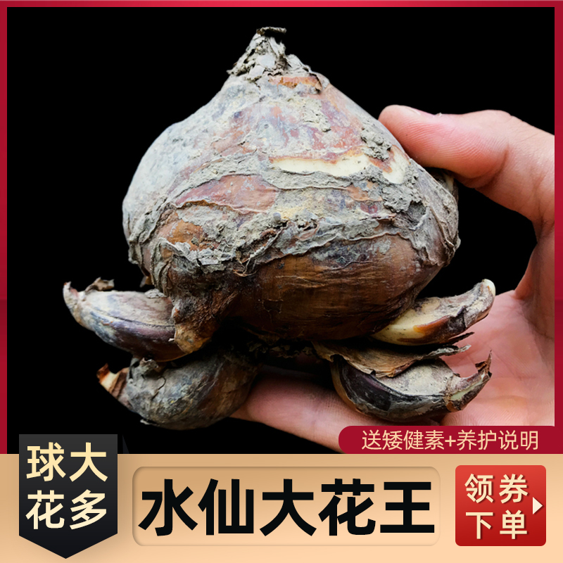 【花王种球】正宗漳州水仙花大种球稀有大花王水培水养年宵花多花