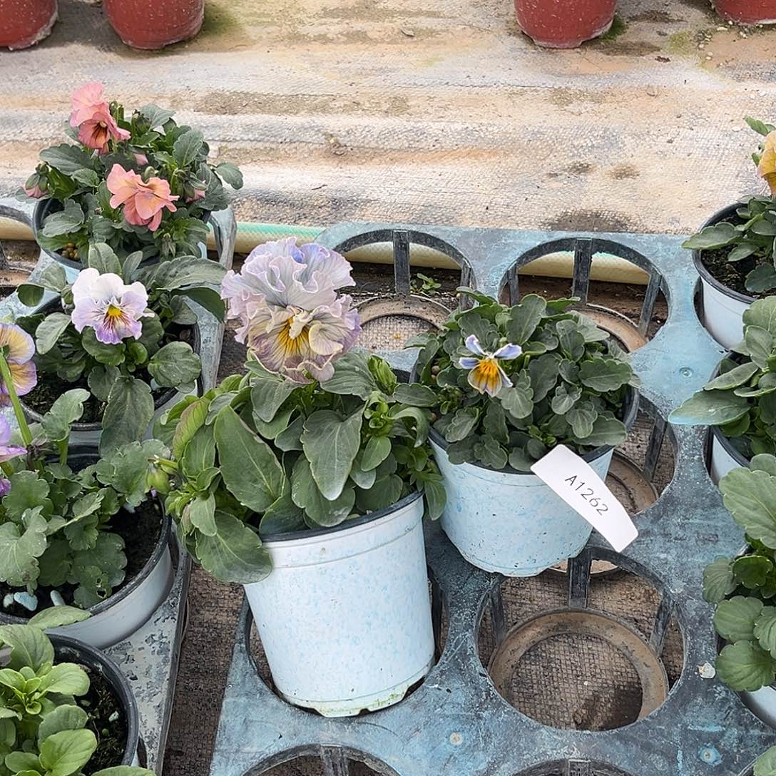 大部分花苞少量开放1262