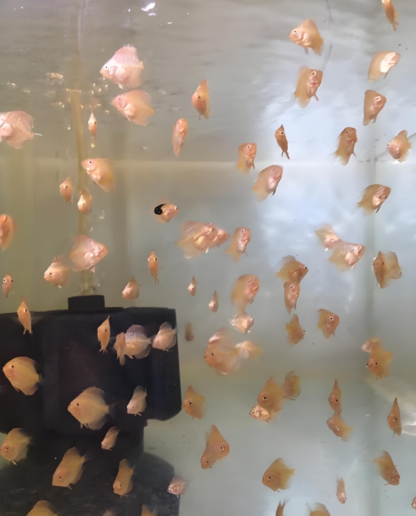 七彩神仙鱼苗2公分优惠包邮渔场直销虎纹松高身豹点红金红盖子